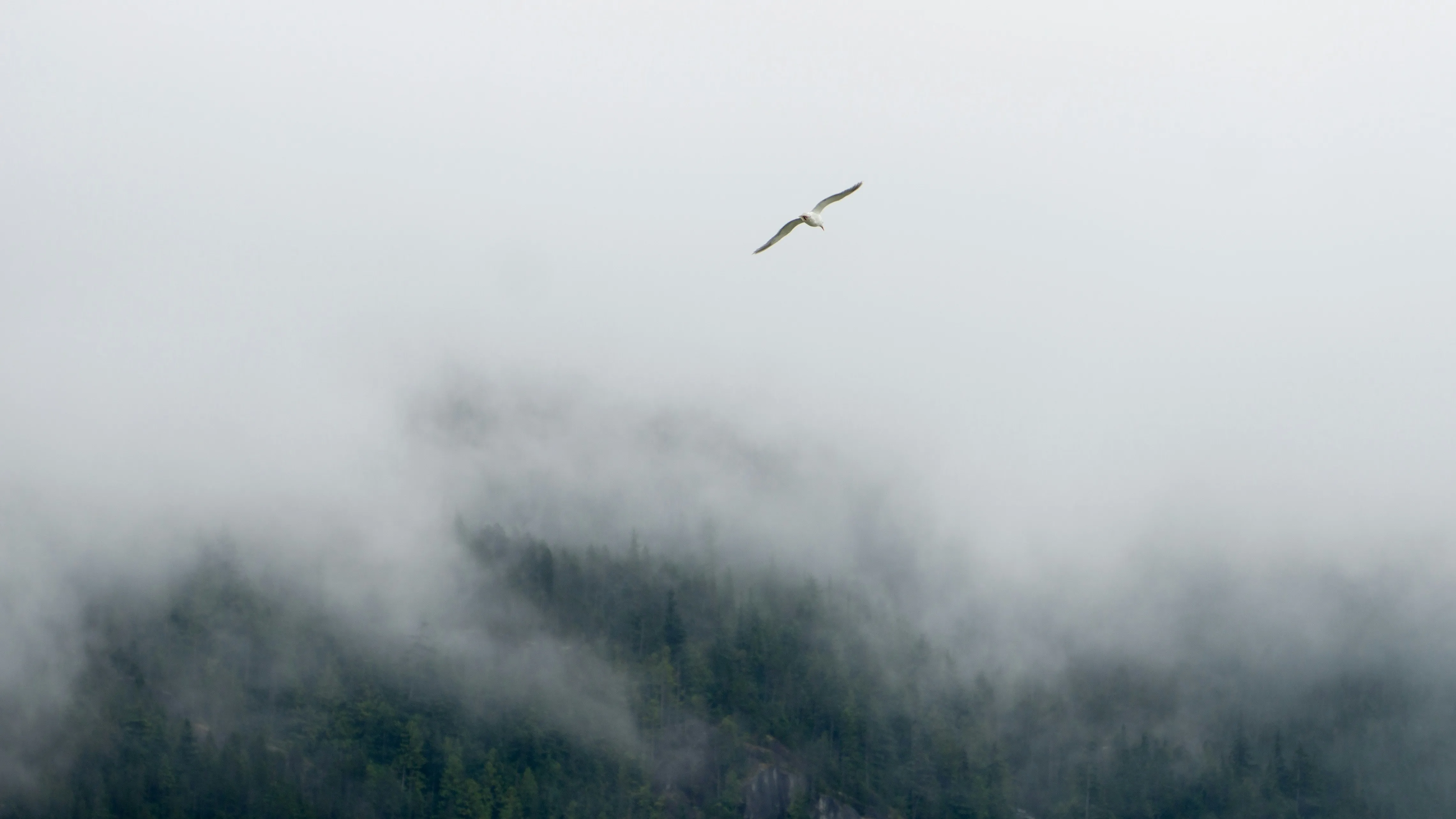 Birds in the fog