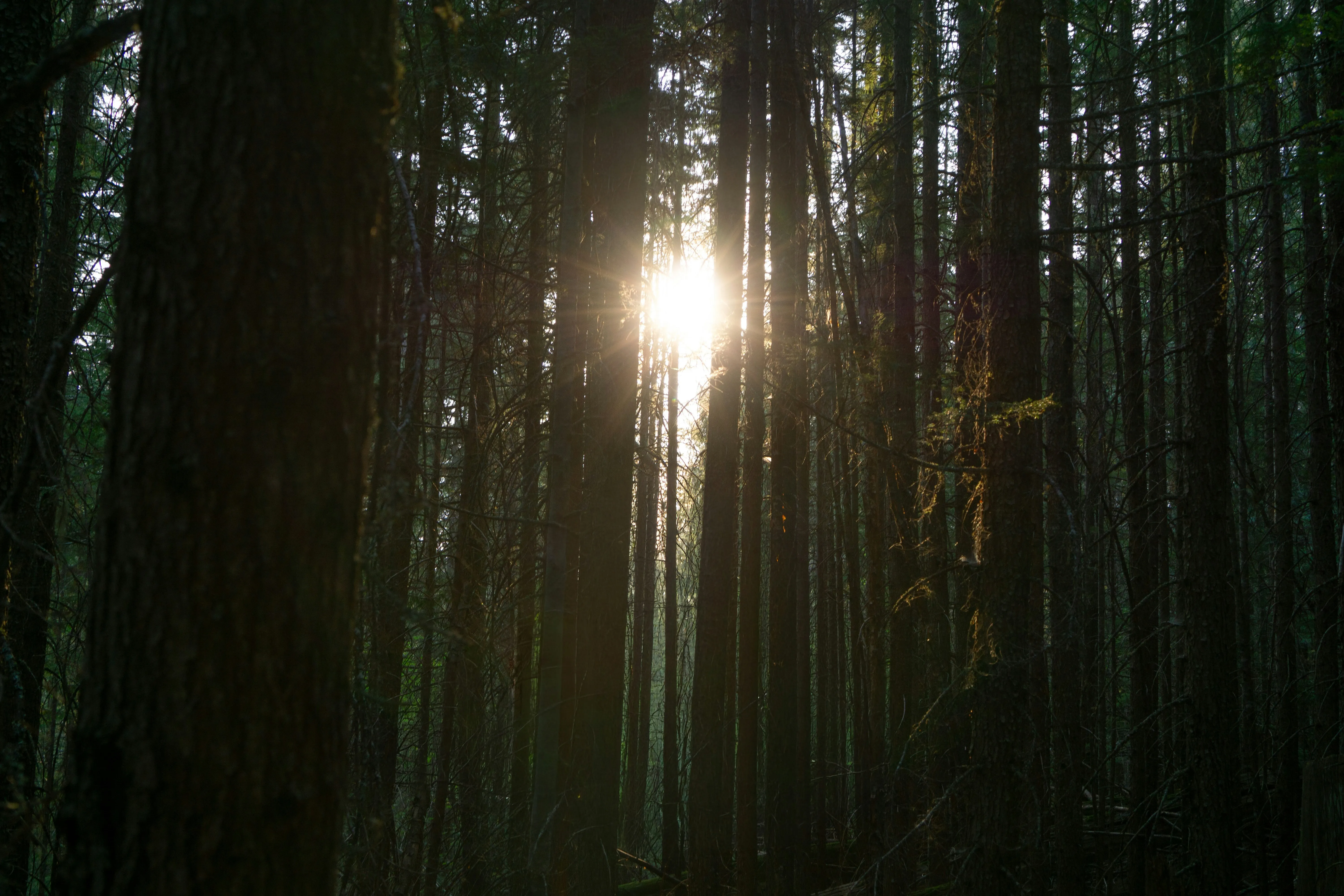 Forest sun